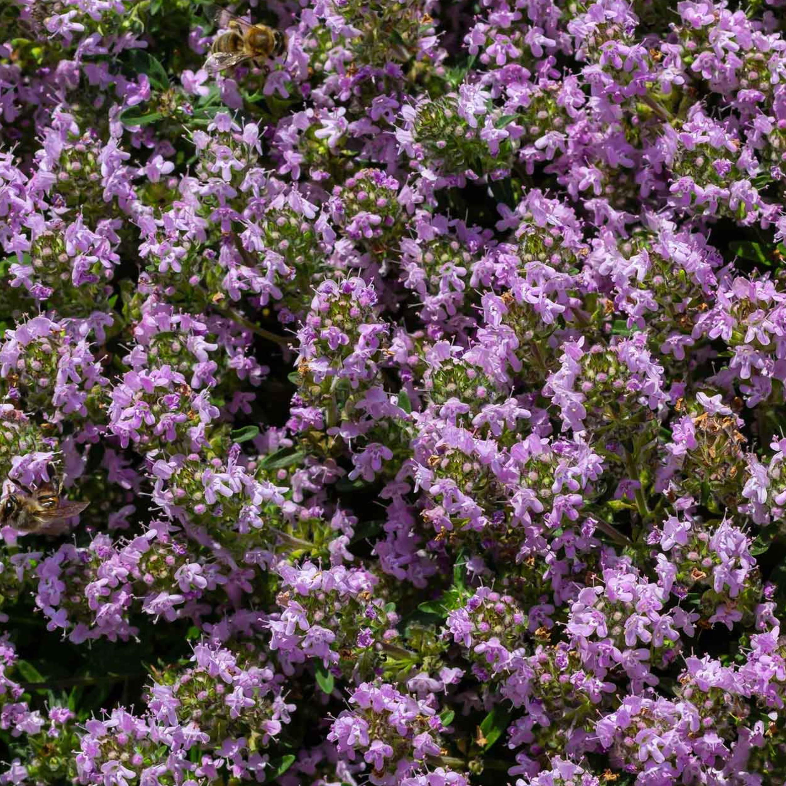 Creeping Thyme Seeds 450 Fresh Herb Seeds with Pink/Purple Flowers