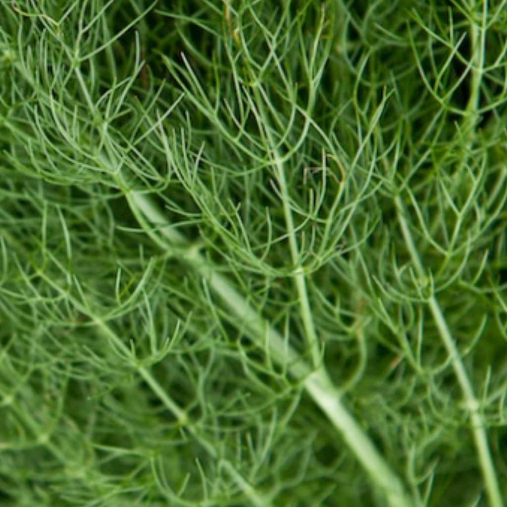 Dill Dukat 600 Seeds