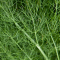 Dill Dukat 600 Seeds