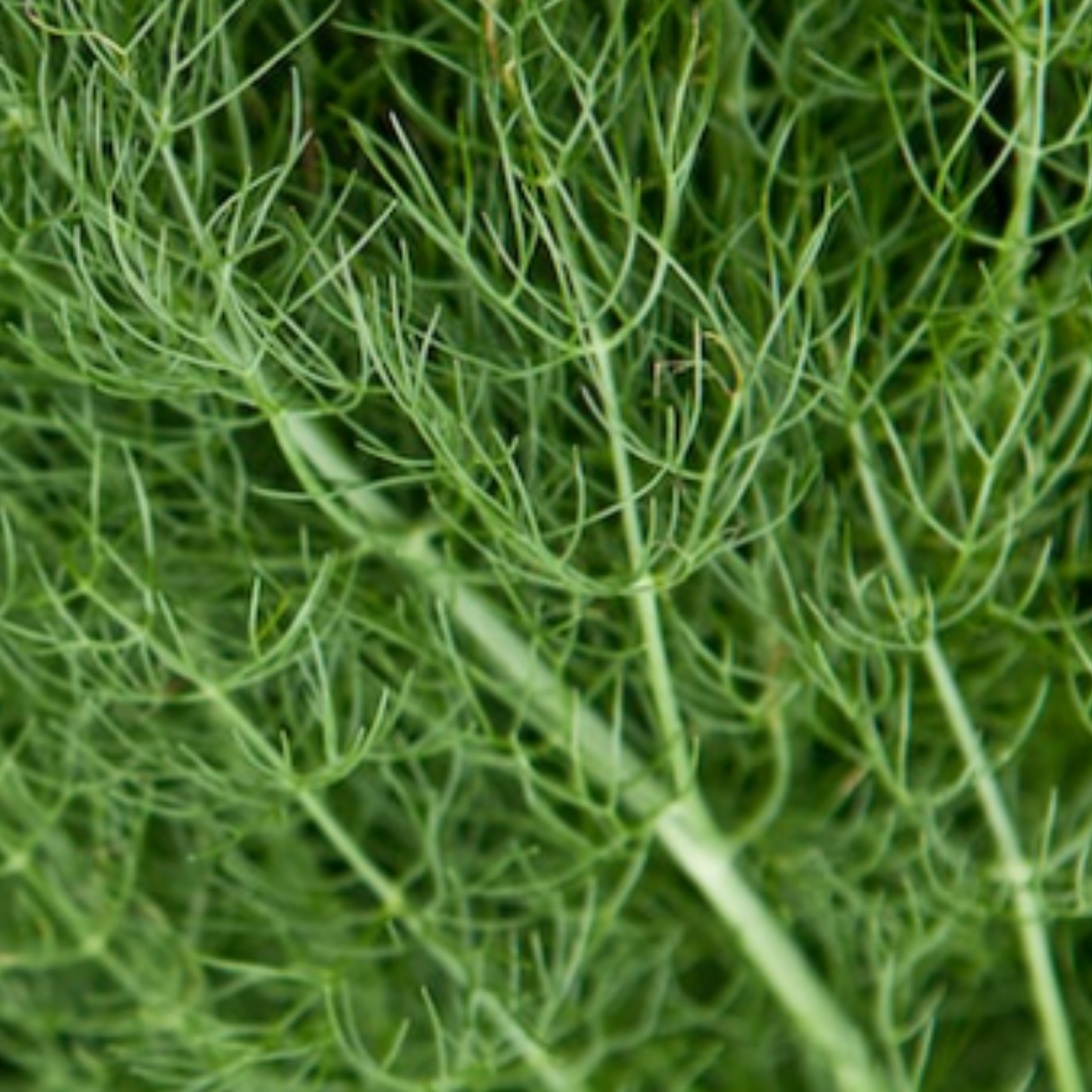 Dill Dukat 600 Seeds