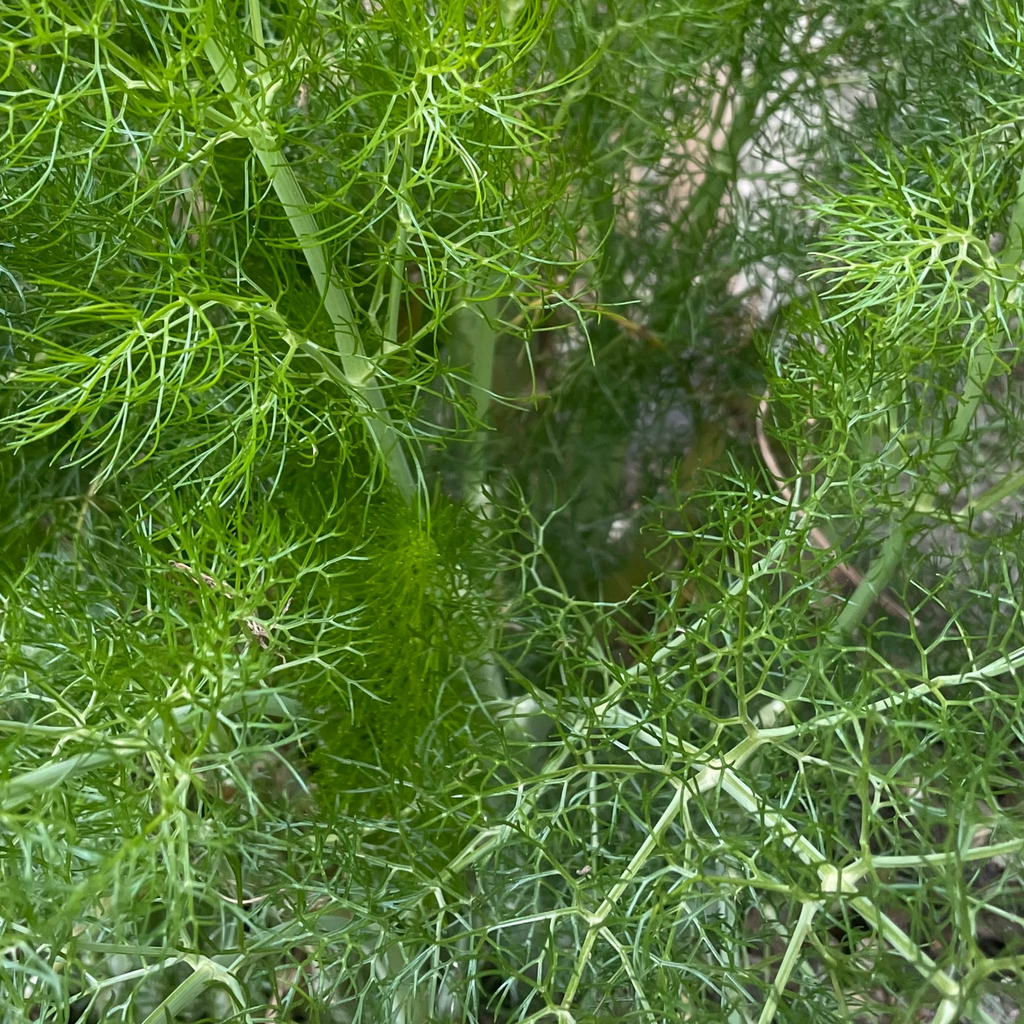 Fennel Herb 300 Seeds