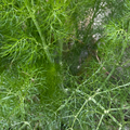 Fennel Herb 300 Seeds