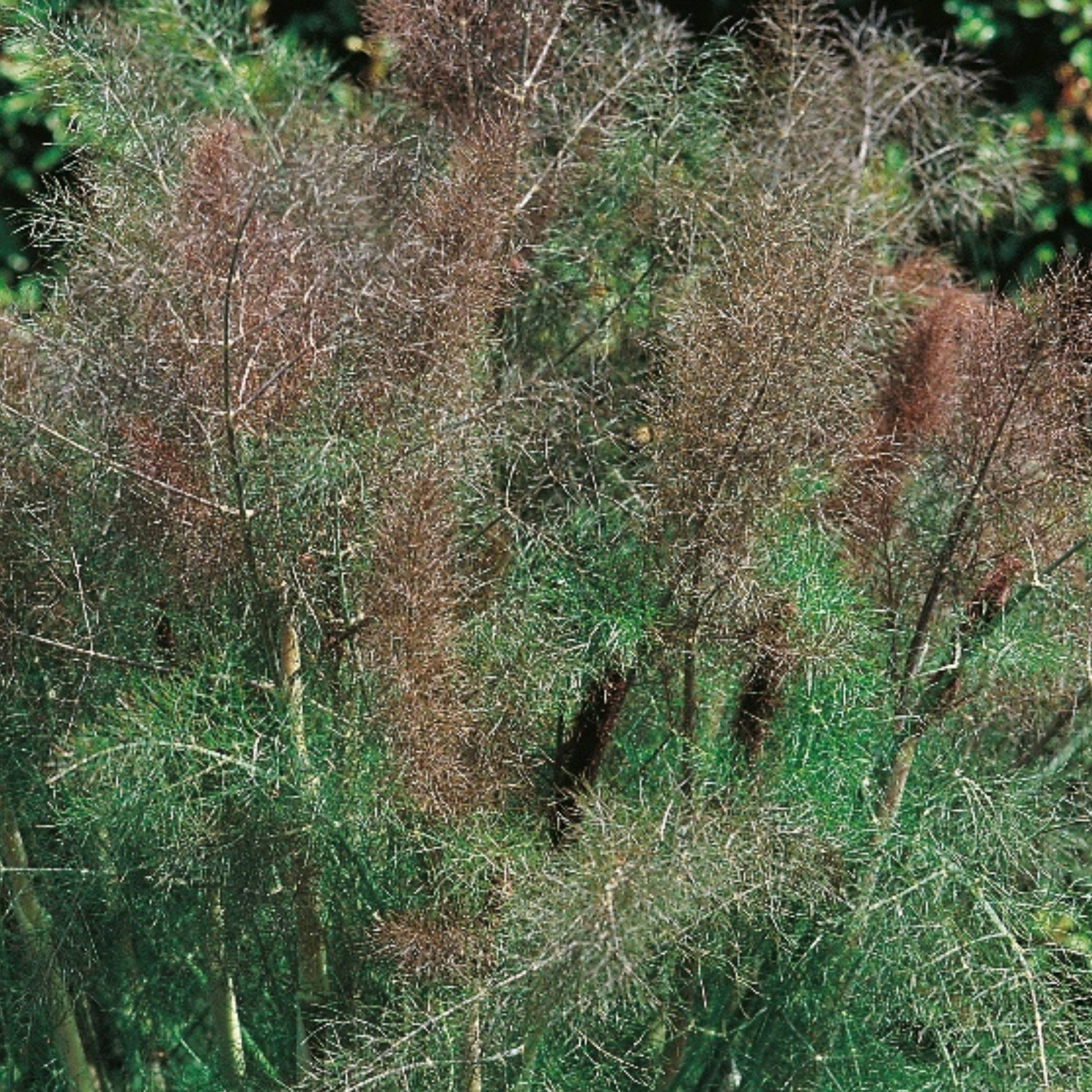 Fennel Bronze 200 Seeds
