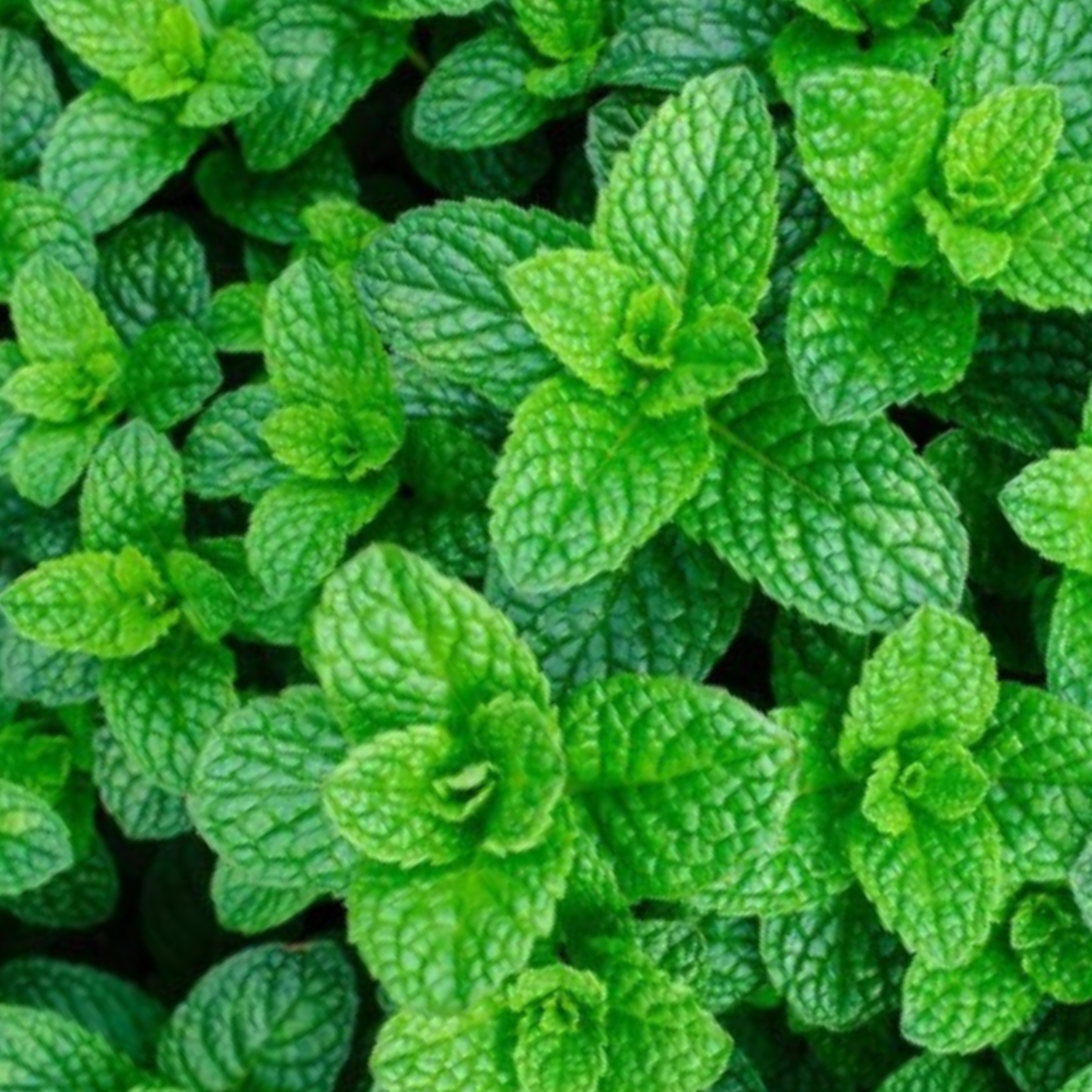 Garden Mint Seeds - 400 Fresh Herb Seeds