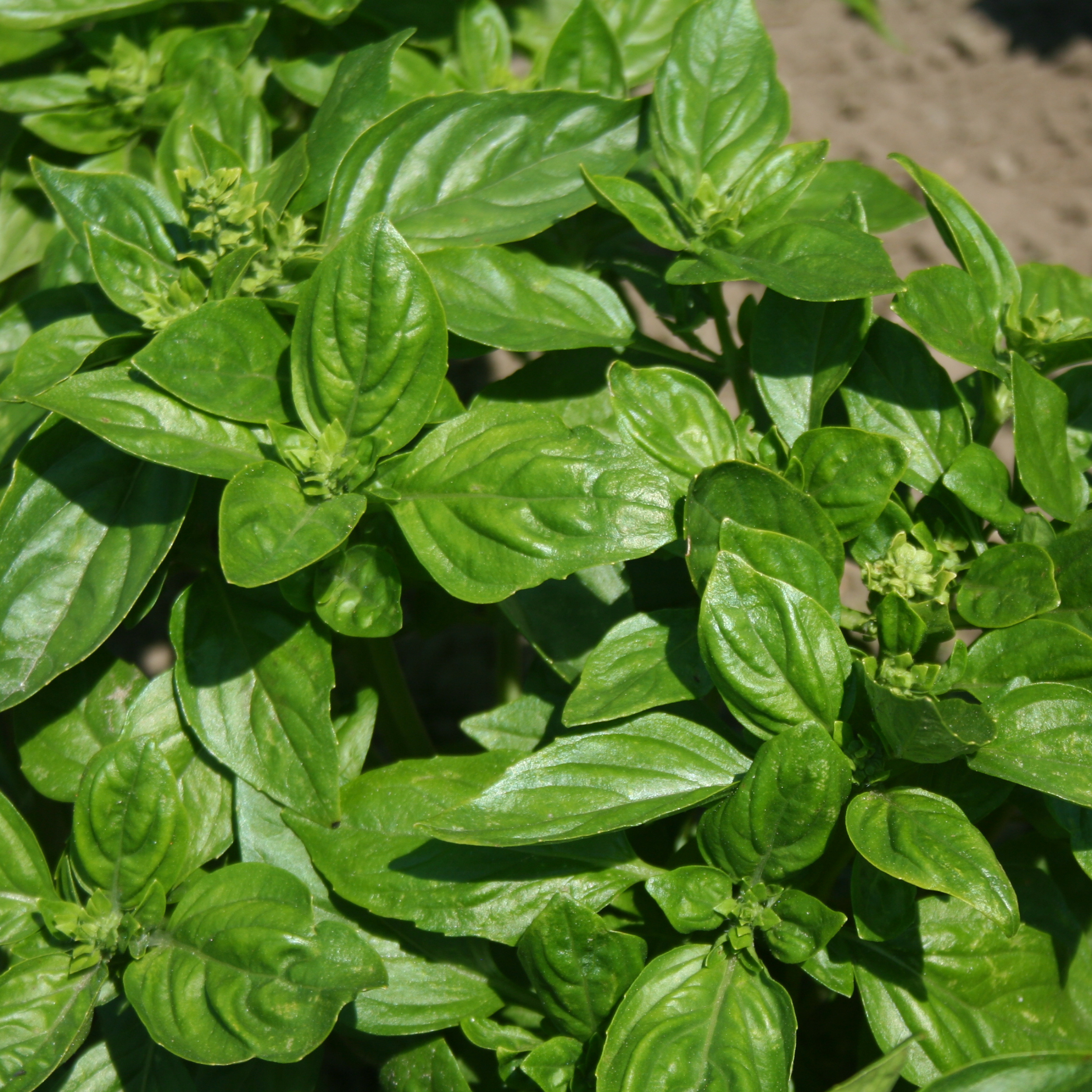 Basil Classic Italian 500 Seeds