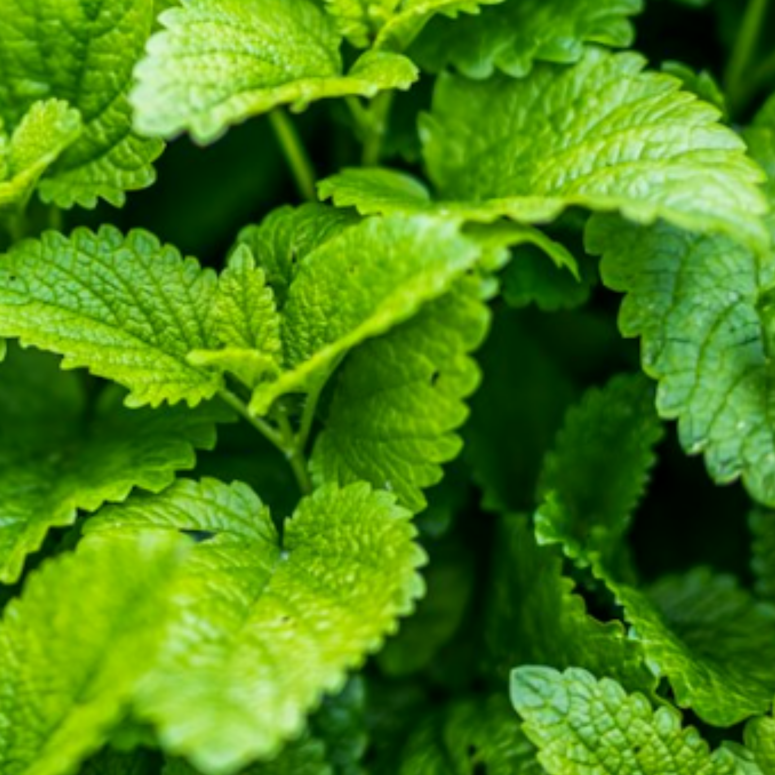 Lemon Balm 400 Seeds