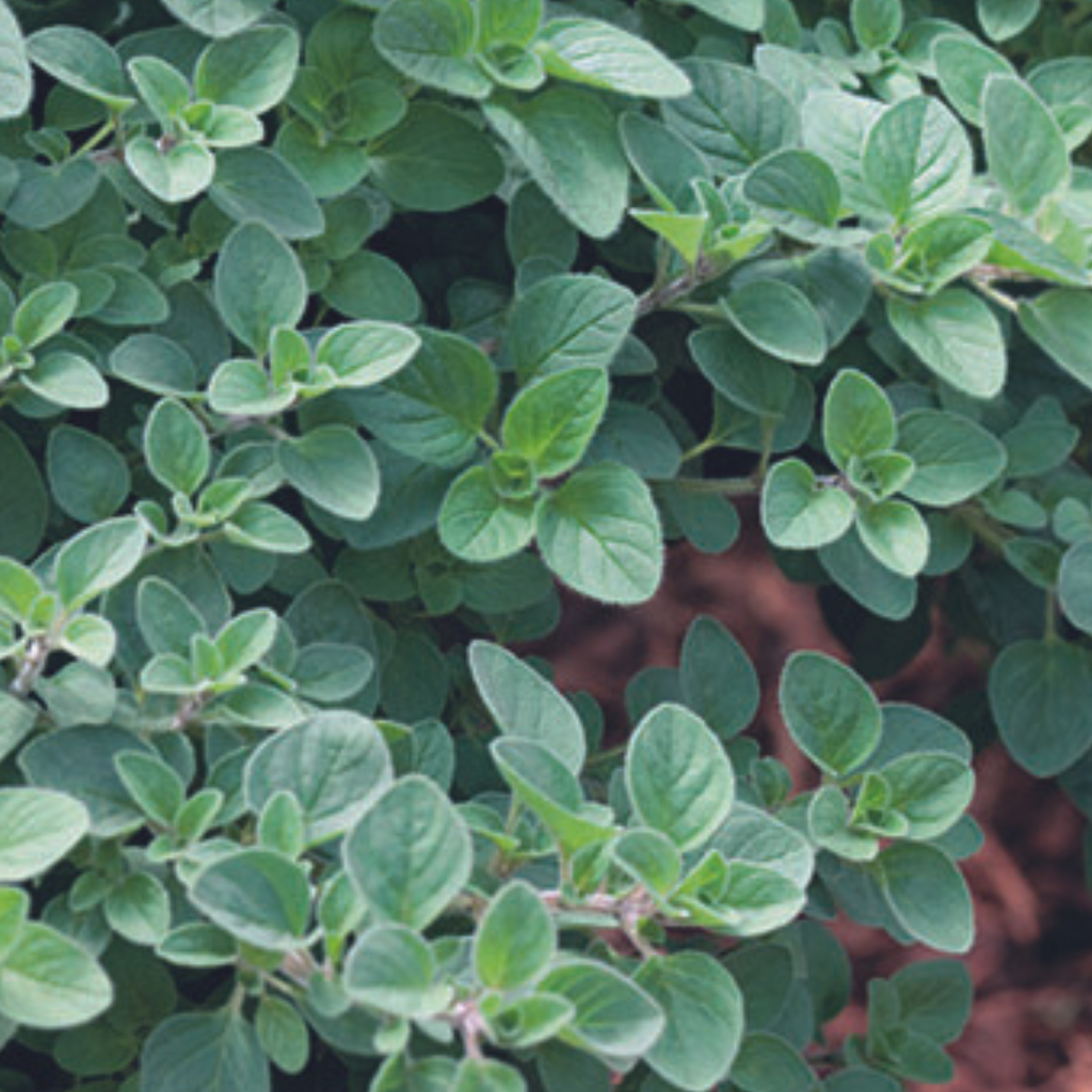 Oregano Greek 450 Seeds
