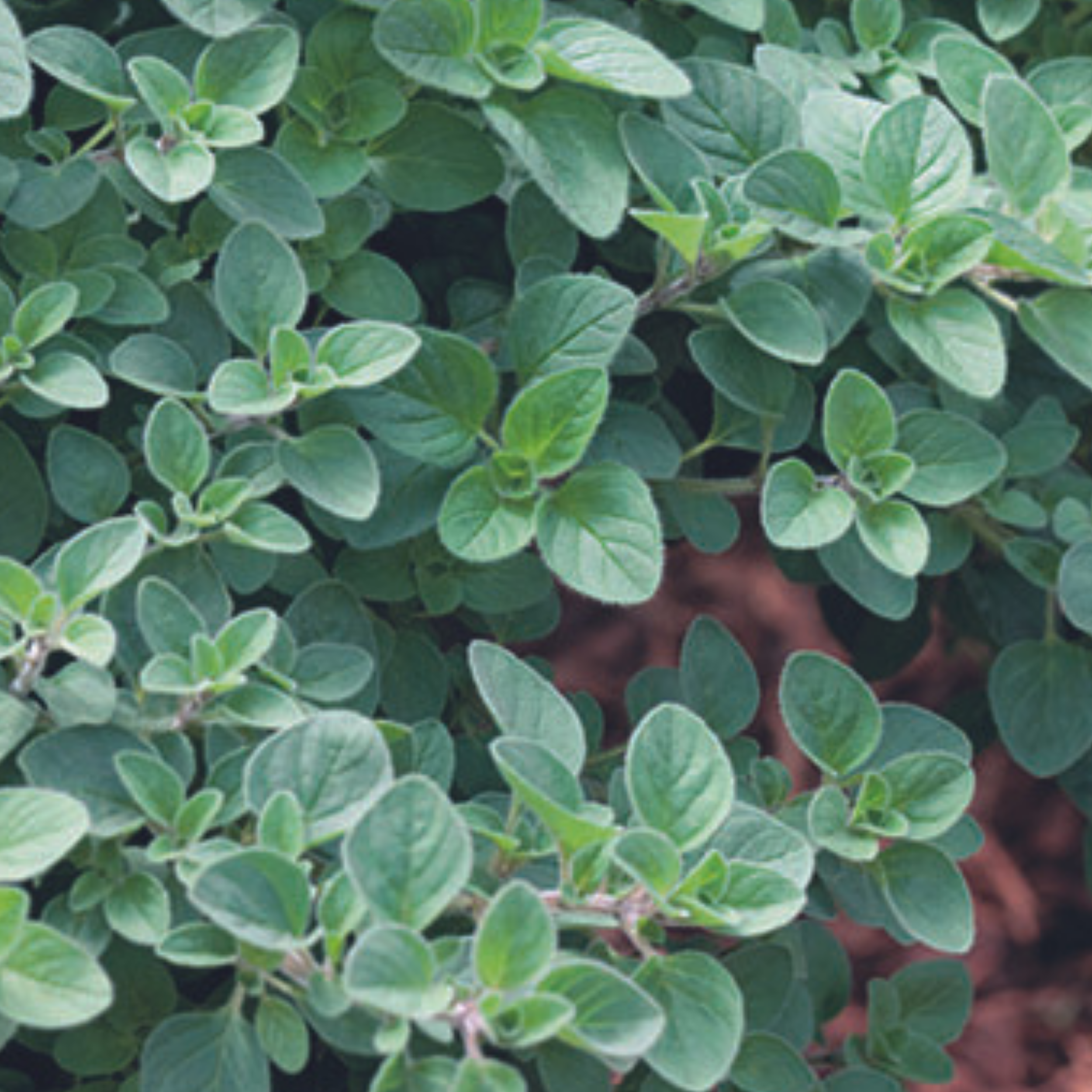 Oregano Greek 450 Seeds