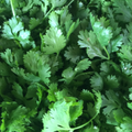 Parsley Plain/French 400 Seeds