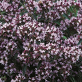 Marjoram Pot 500 Seeds