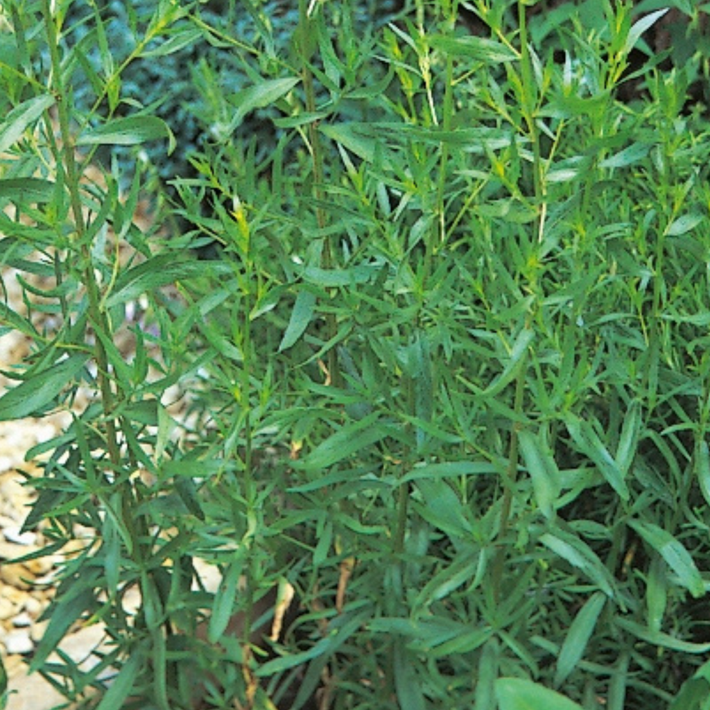 Tarragon Russian 300 Seeds