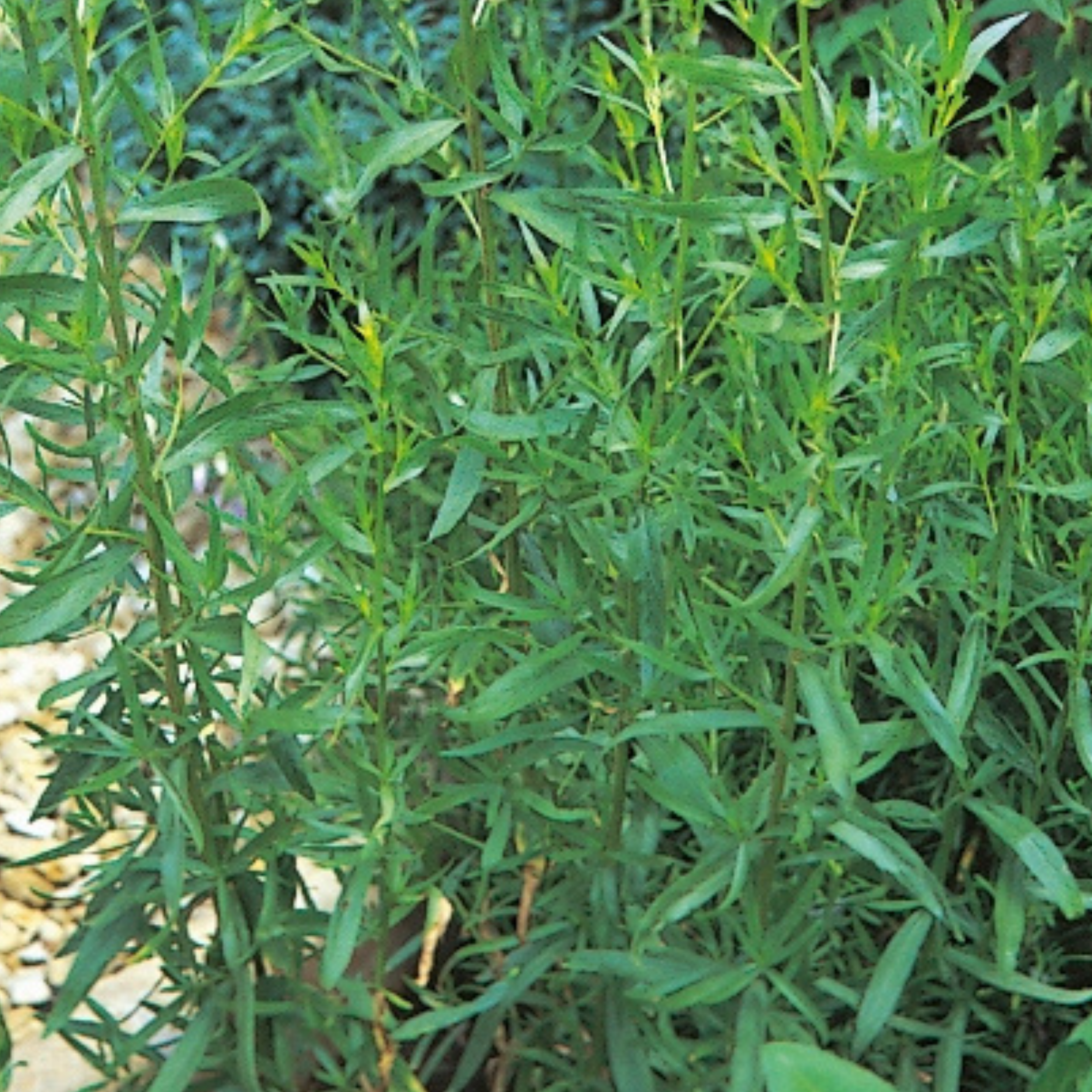 Tarragon Russian 300 Seeds