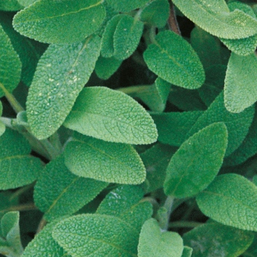 Sage 50 Seeds
