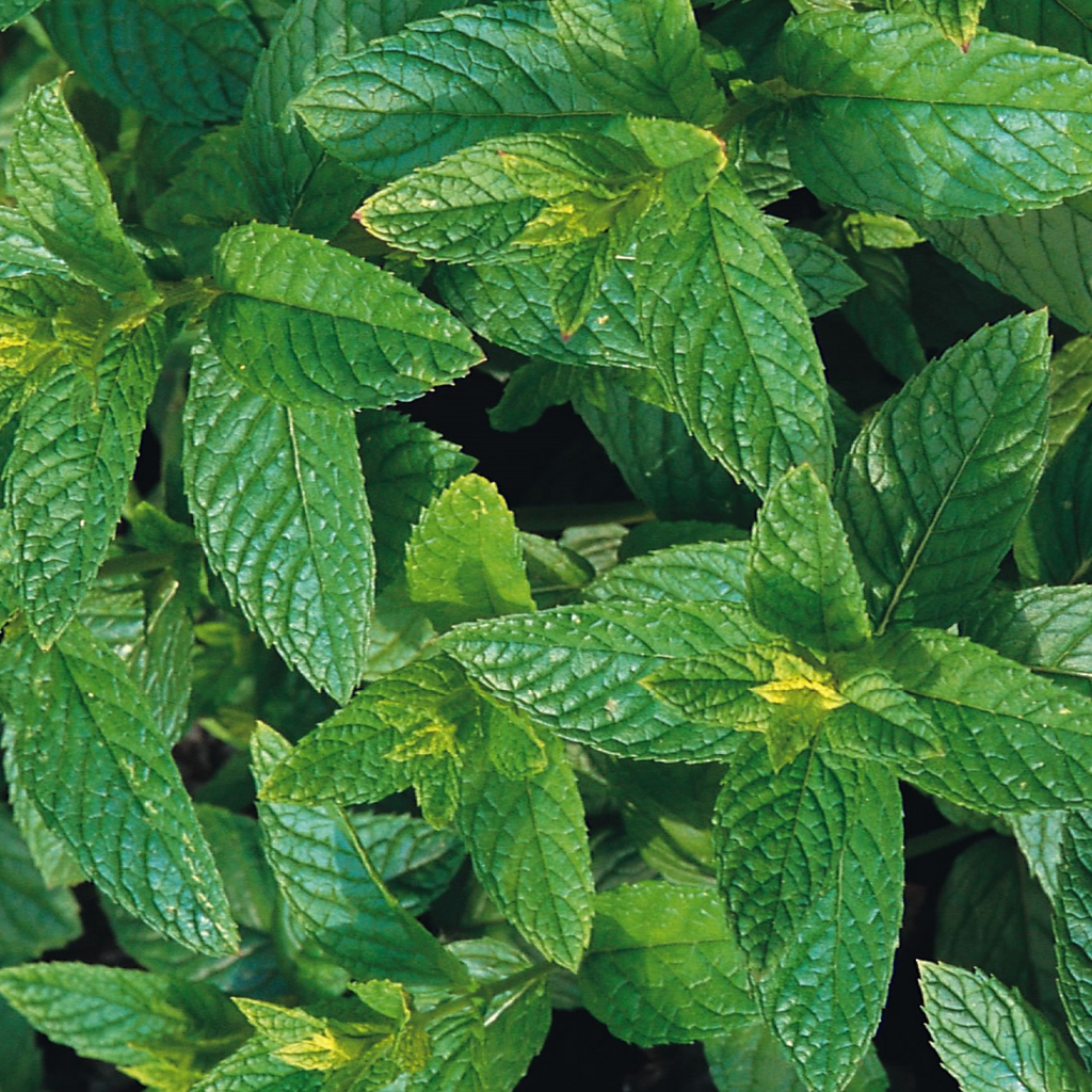 Mint Spearmint 200 Seeds