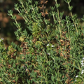 Thyme 450 Seeds