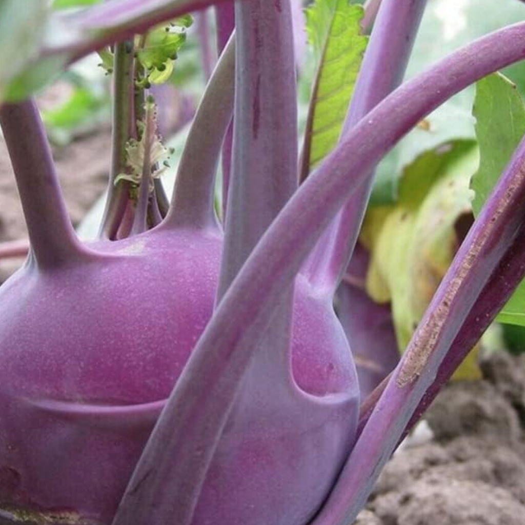 Kohl Rabi Seeds Purple Delicacy - 200 Fresh Kohlrabi Vegetable Seeds UK