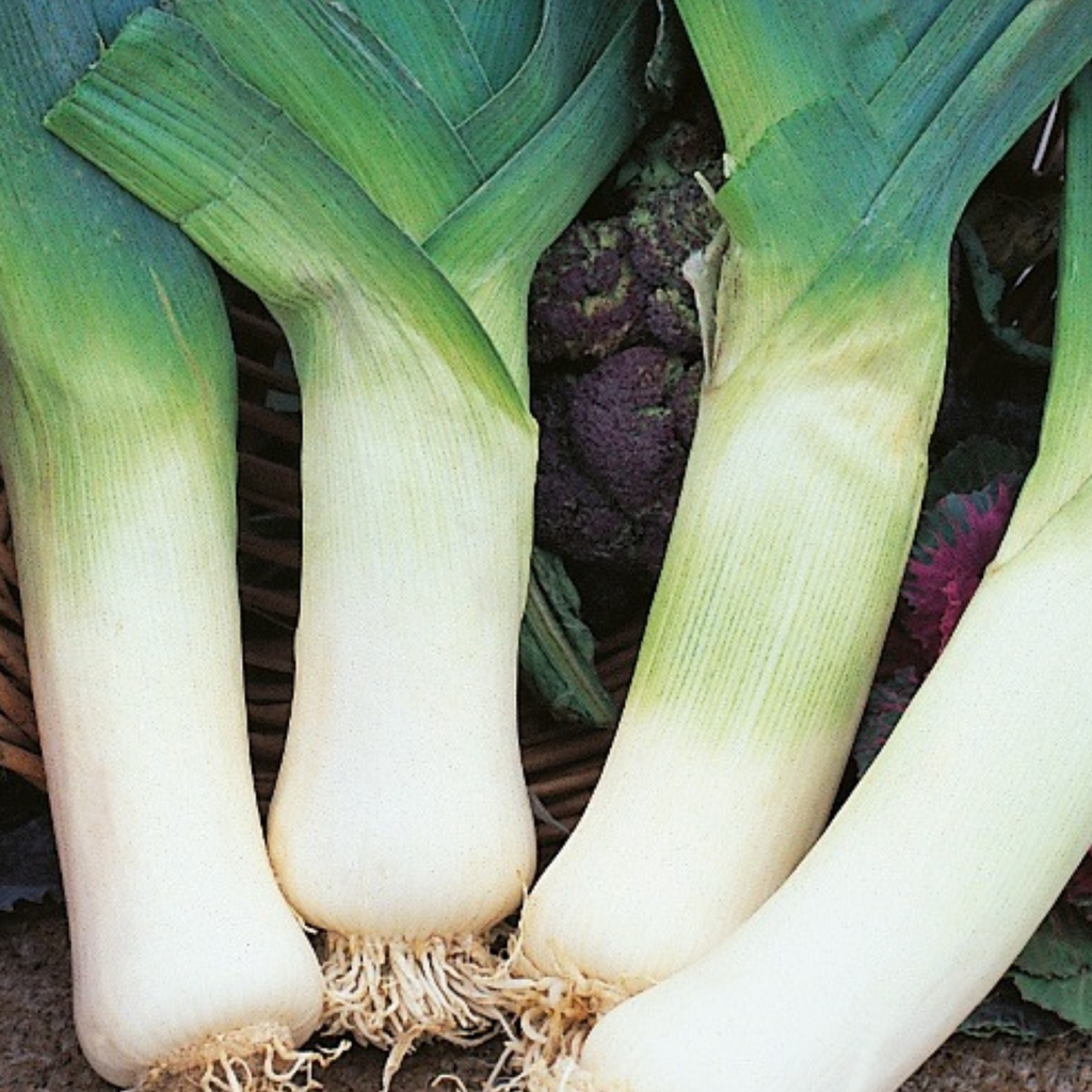 Leek Giant Winter 300 Seeds