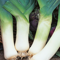 Leek Giant Winter 300 Seeds