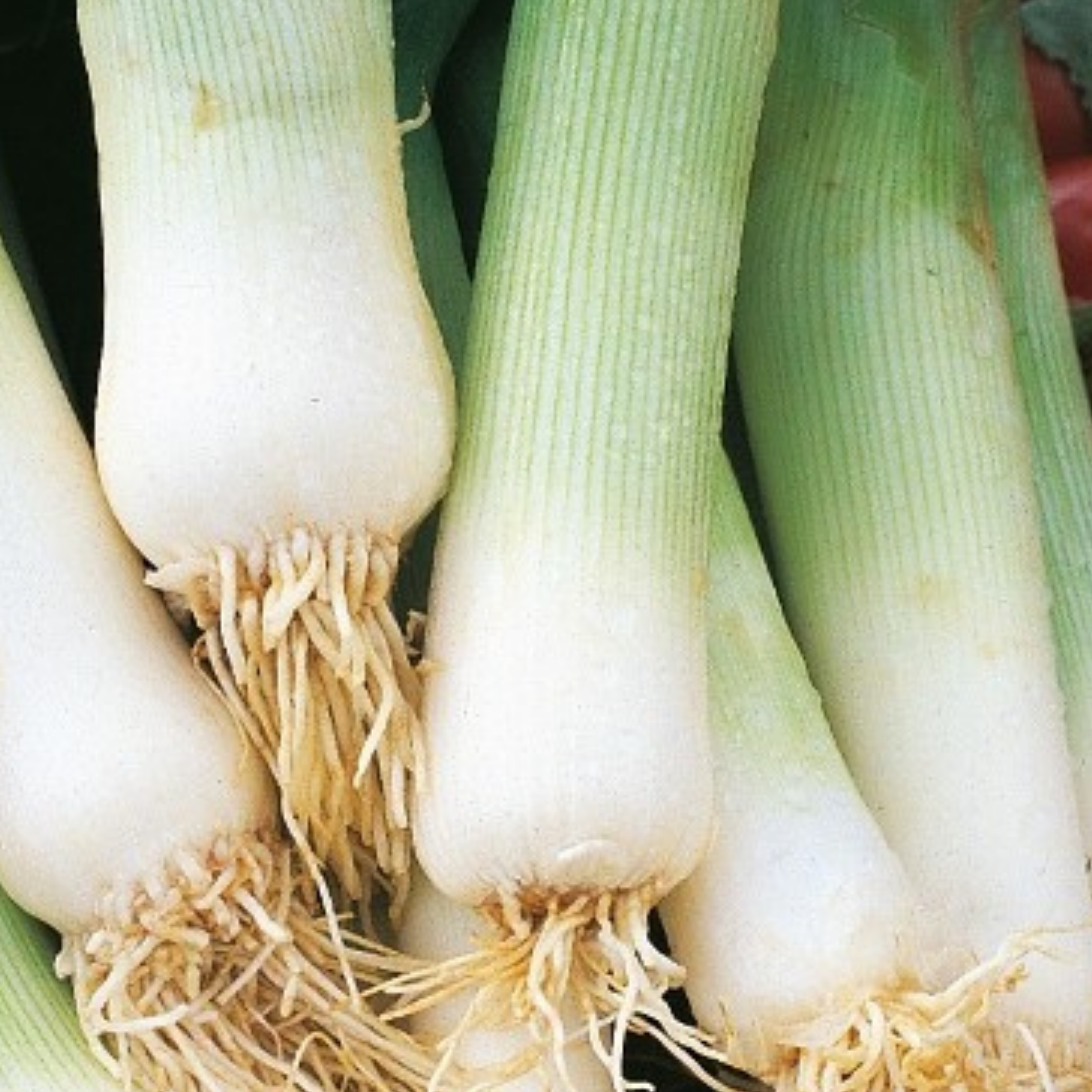 Leek Musselburgh 300 Seeds