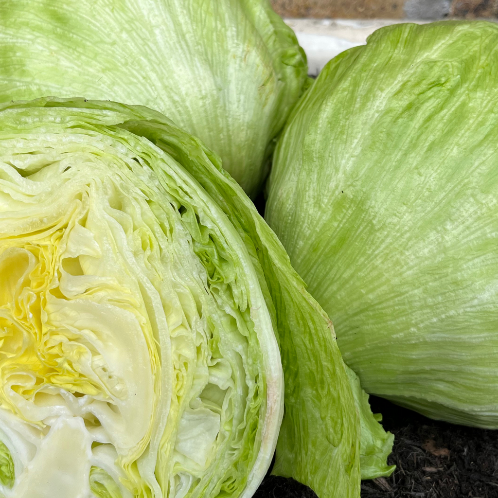 Lettuce Saladin (iceberg) 500 Seeds