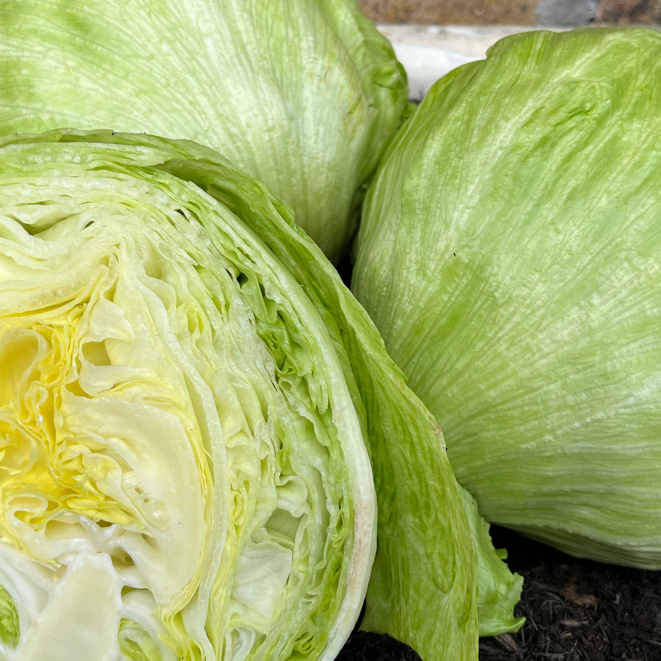 Lettuce Saladin (iceberg) 500 Seeds