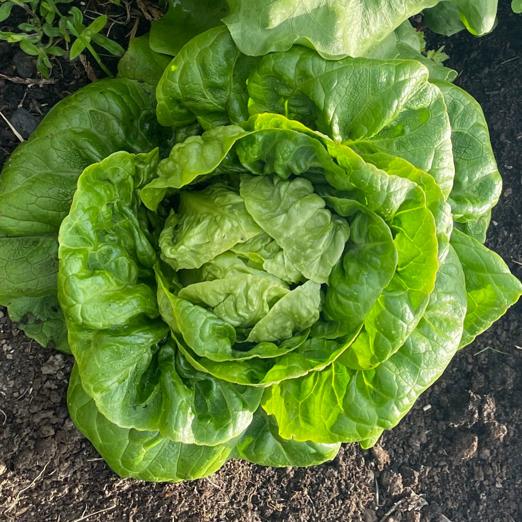 Lettuce Winter Density 400 Seeds
