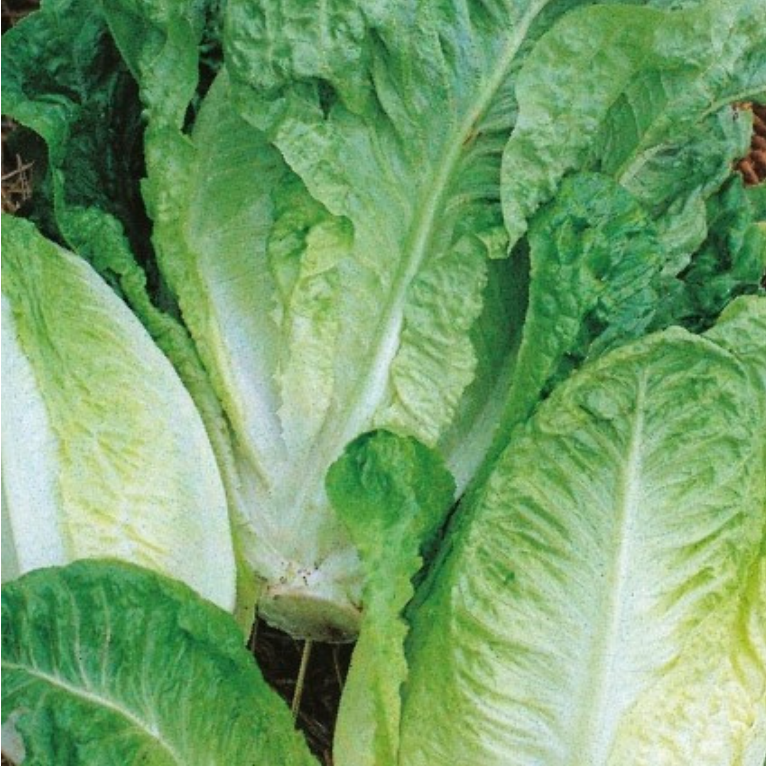 Lettuce Little Gem 500 Seeds