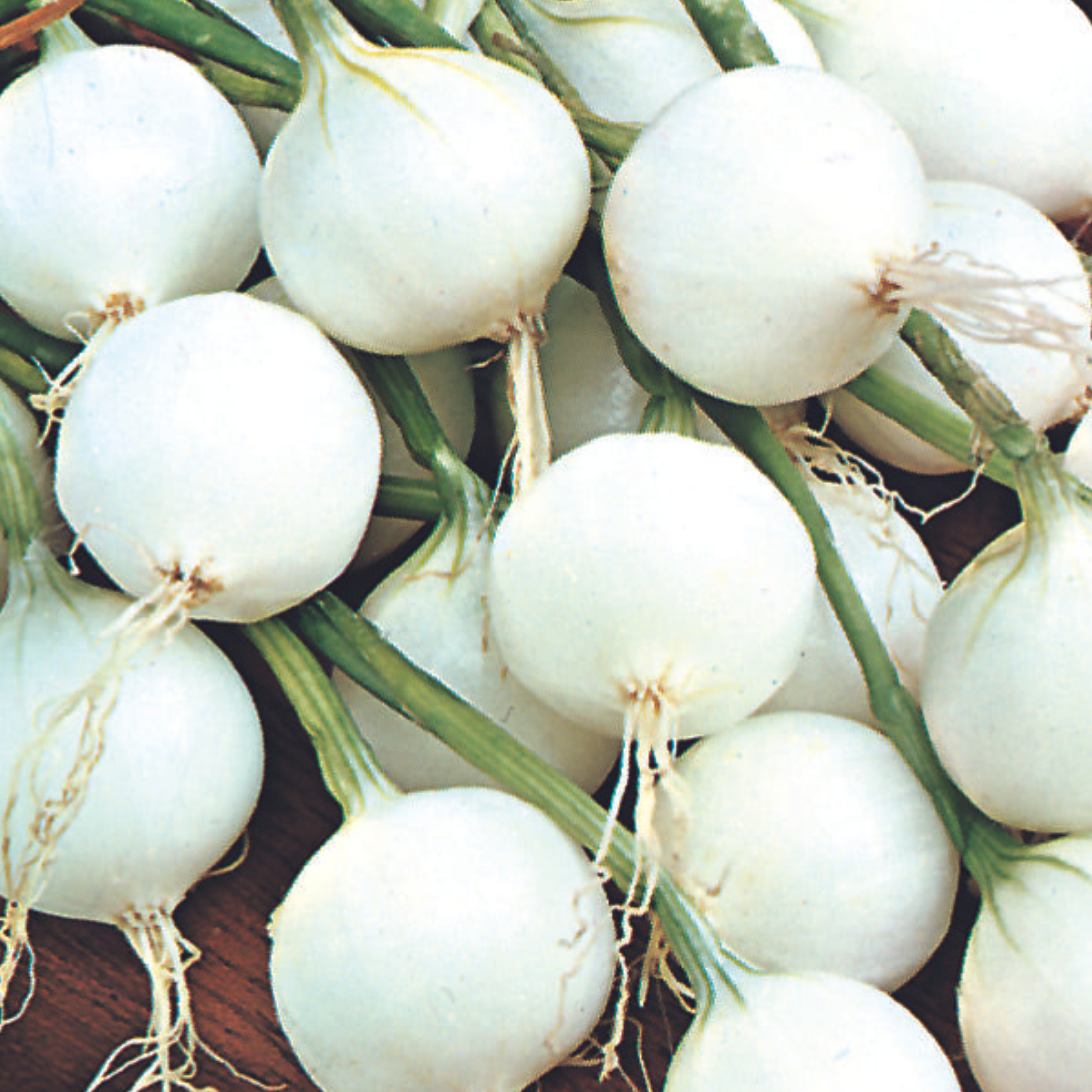 Onion Paris Silver Skin for Pickling x 200 Seeds