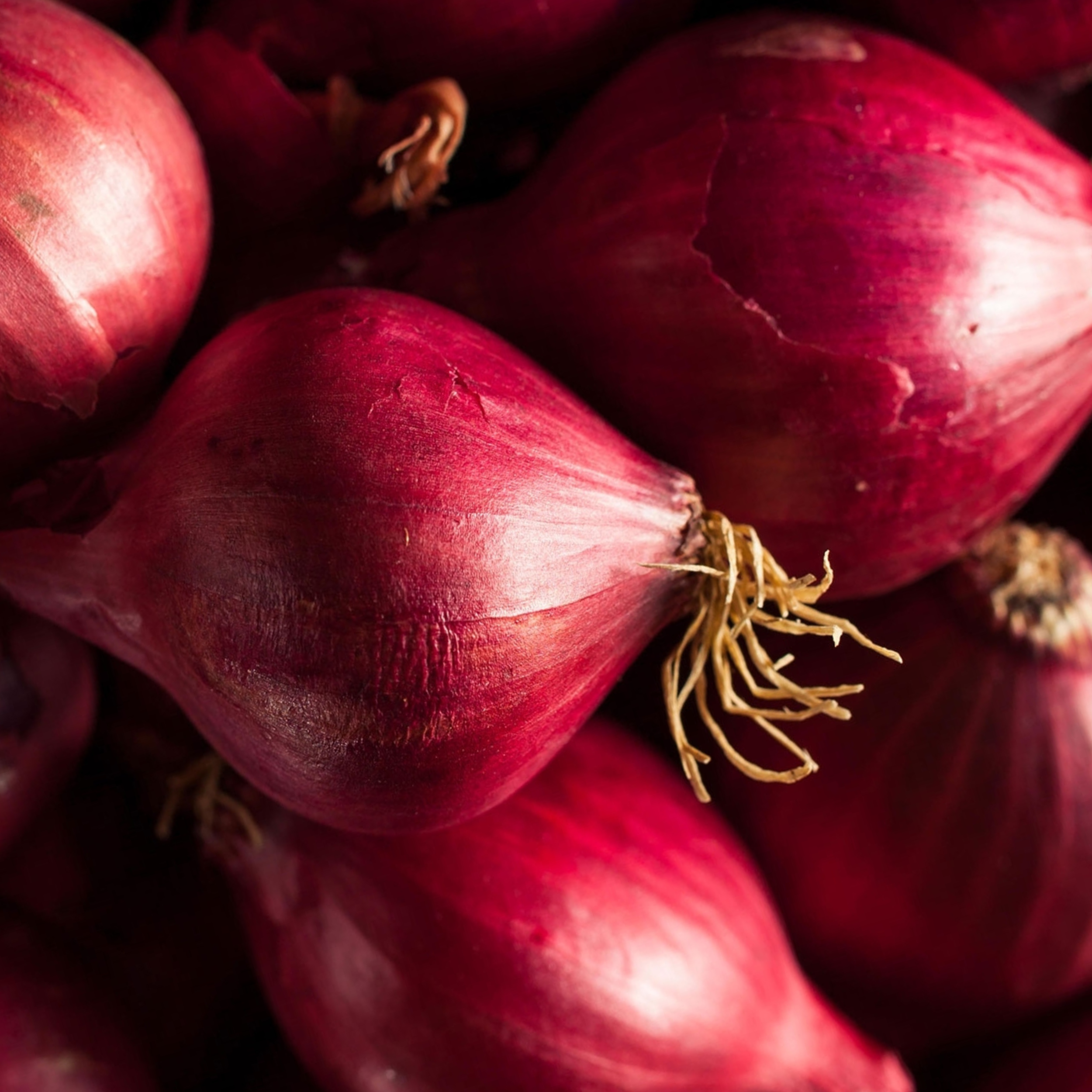 Onion Seeds Red Brunswick 200 Fresh Vegetable Seeds