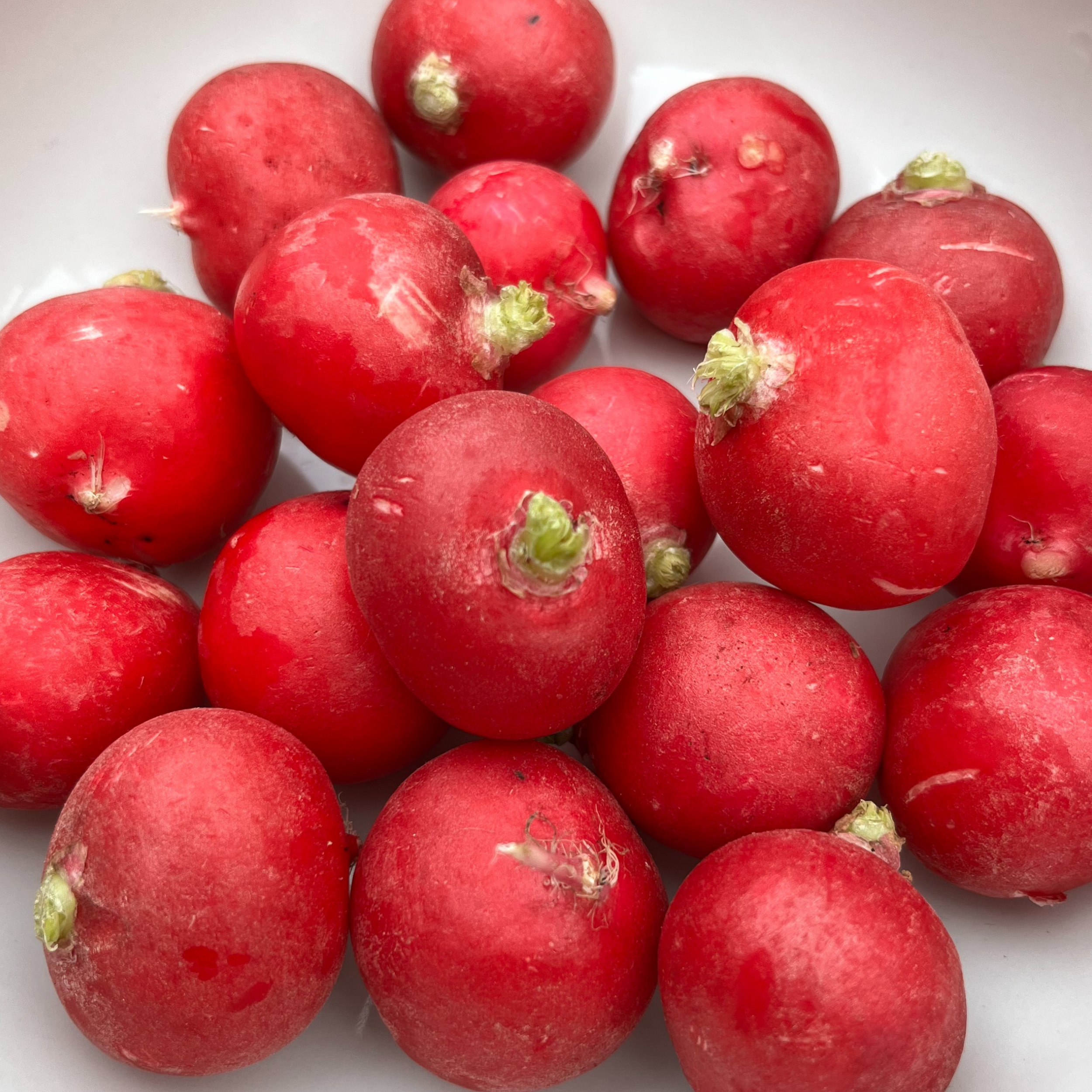 Radish Cherry Belle 500 Seeds