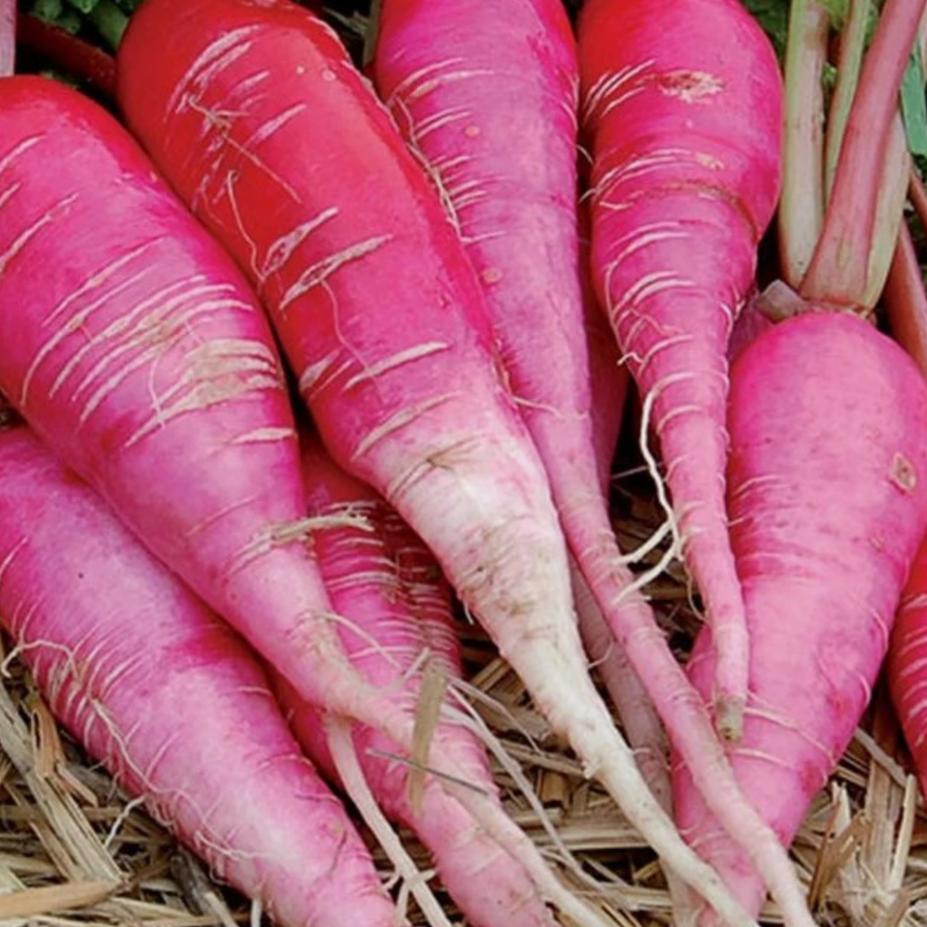 Winter Radish Seeds China Rose – 400 Fresh Radish Seeds Grow Indoors Outdoors UK
