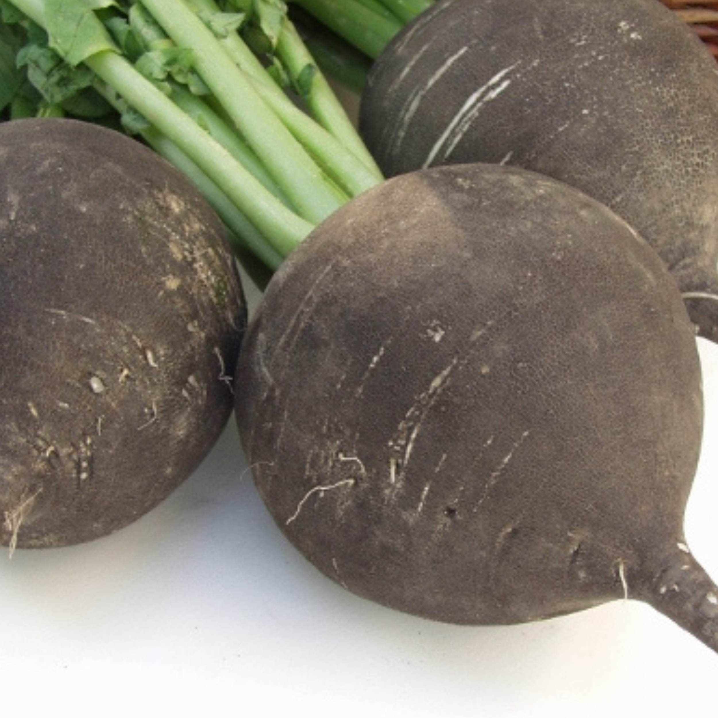 Radish Black Spanish Round 500 Seeds