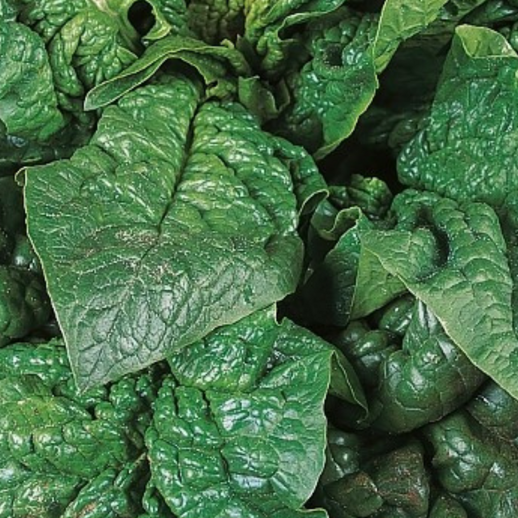 Giant Winter Spinach 150 Seeds