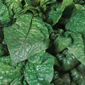 Giant Winter Spinach 150 Seeds