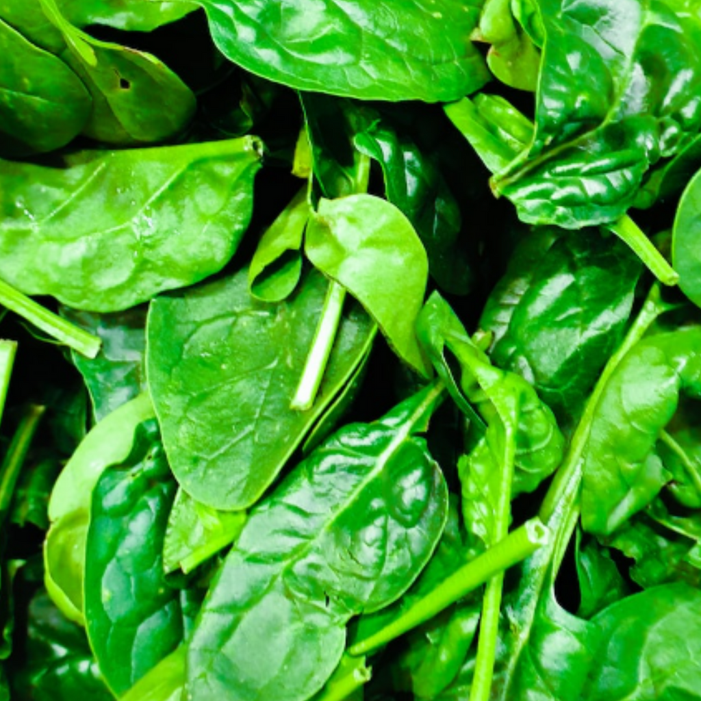 Spinach Medania 150 Seeds