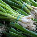 Spring Onion White Lisbon Winter Hardy 500 Seeds