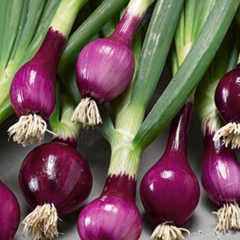Red Spring Onion Lilia Purple Seeds x 250
