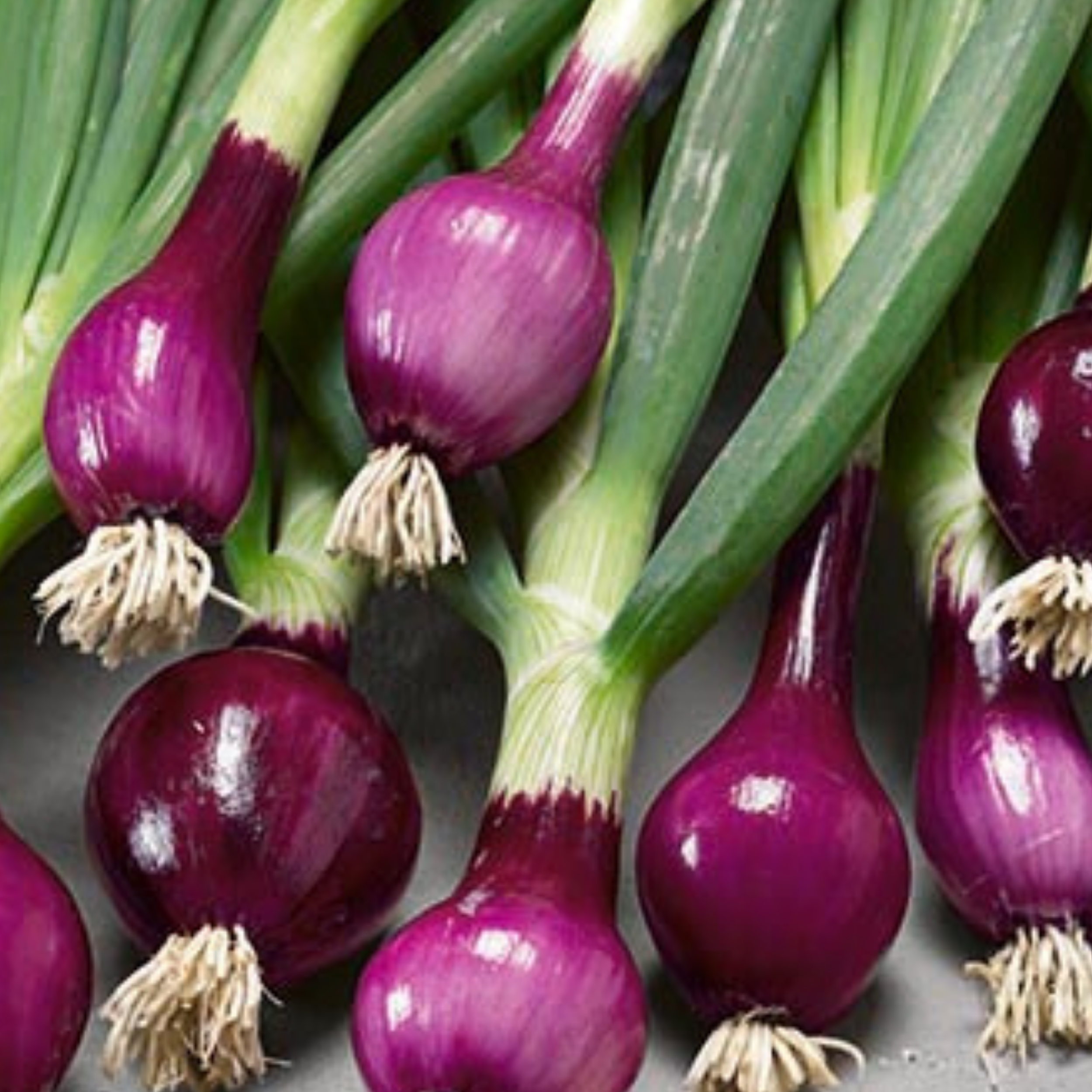 Red Spring Onion Lilia Purple Seeds x 250