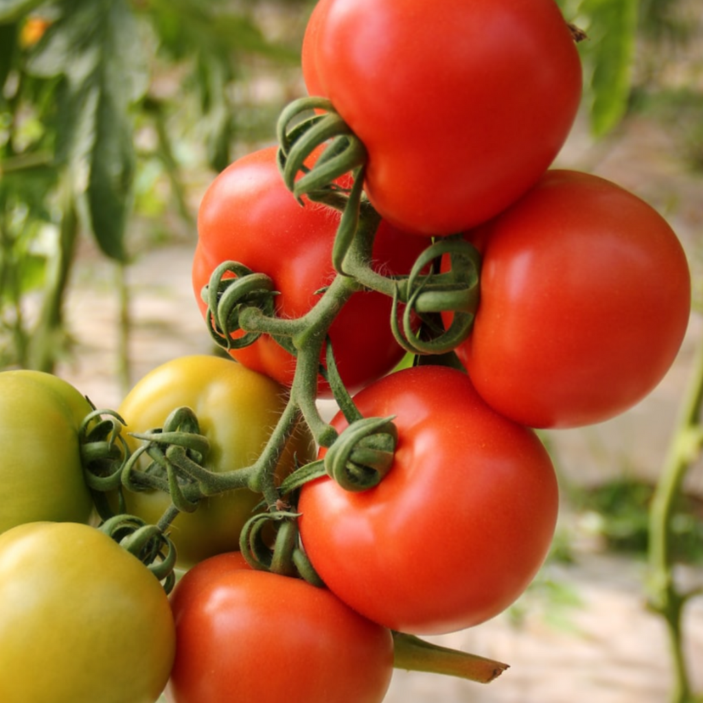 Tomato Alicante 30 Seeds