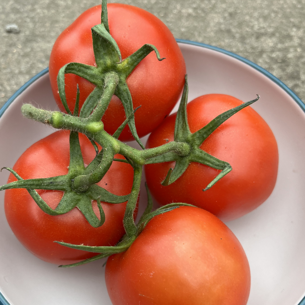 Tomato Moneymaker 18 Seeds by Meldon Seeds