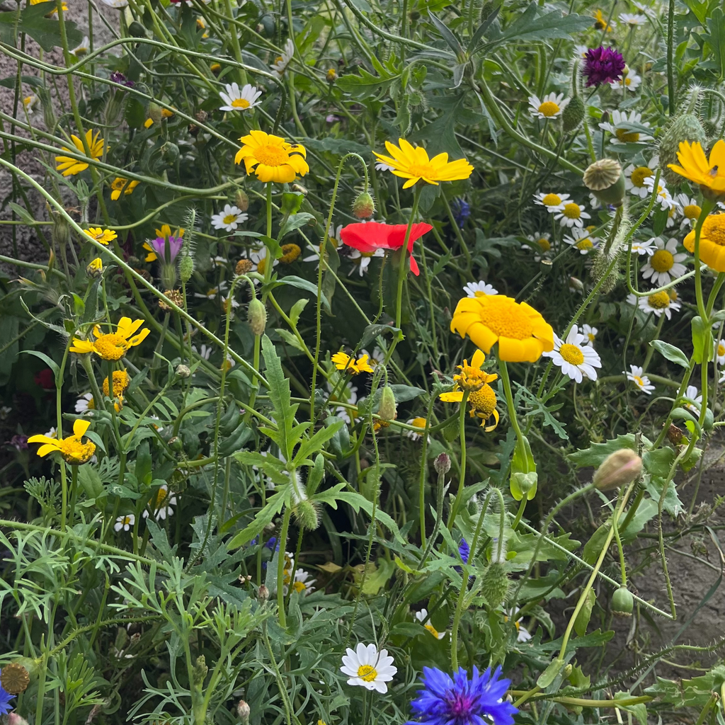 Wild Flowers Birds and Bees Mix 2.5g Seeds