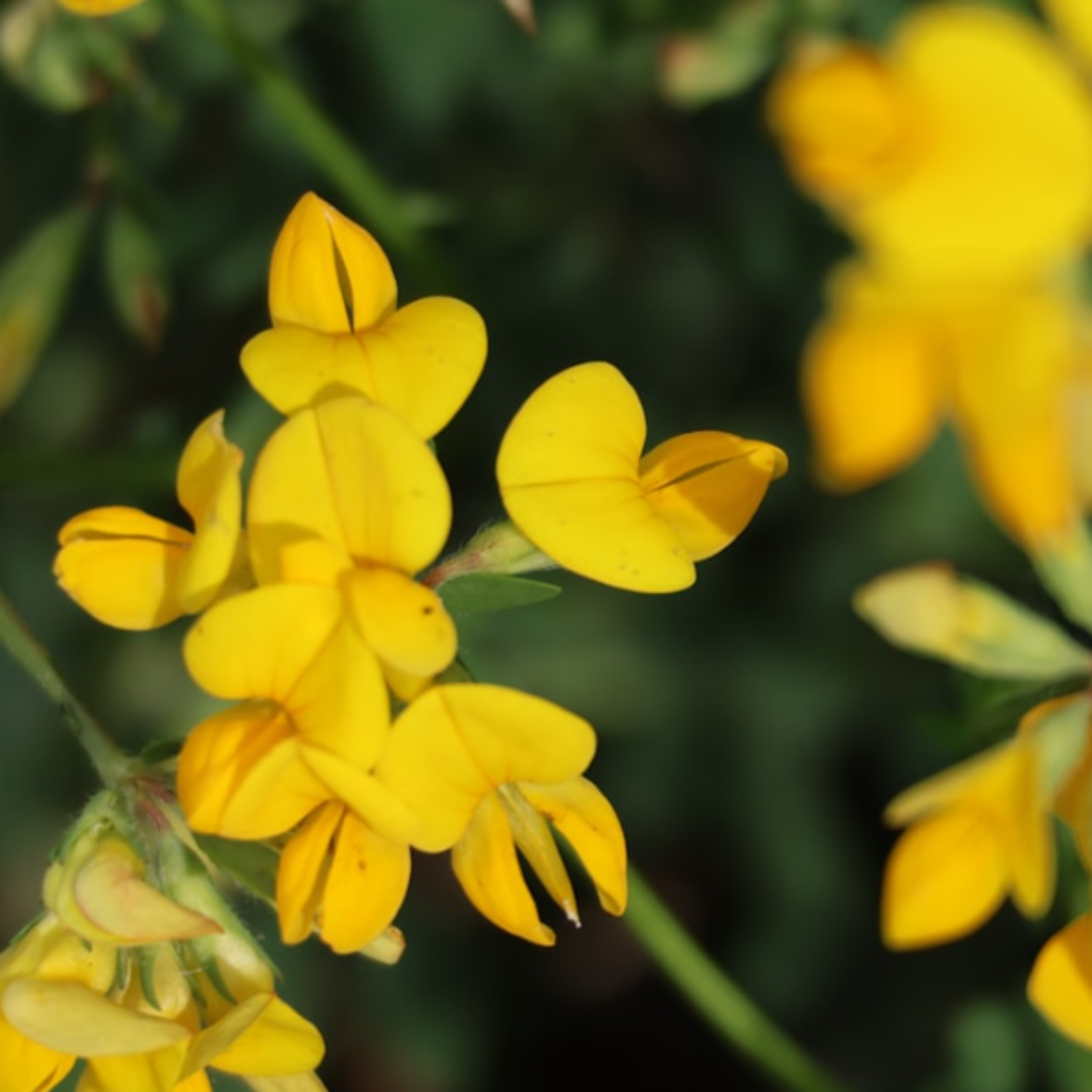 Birdsfoot Trefoil Seeds - 300 Native UK Wild Flower Seeds for Attracting Birds, Bees, Wildlife, Pollinators, Suitable for Planting and Growing Outdoors in Meadows, Fields and Gardens by Meldon Seeds