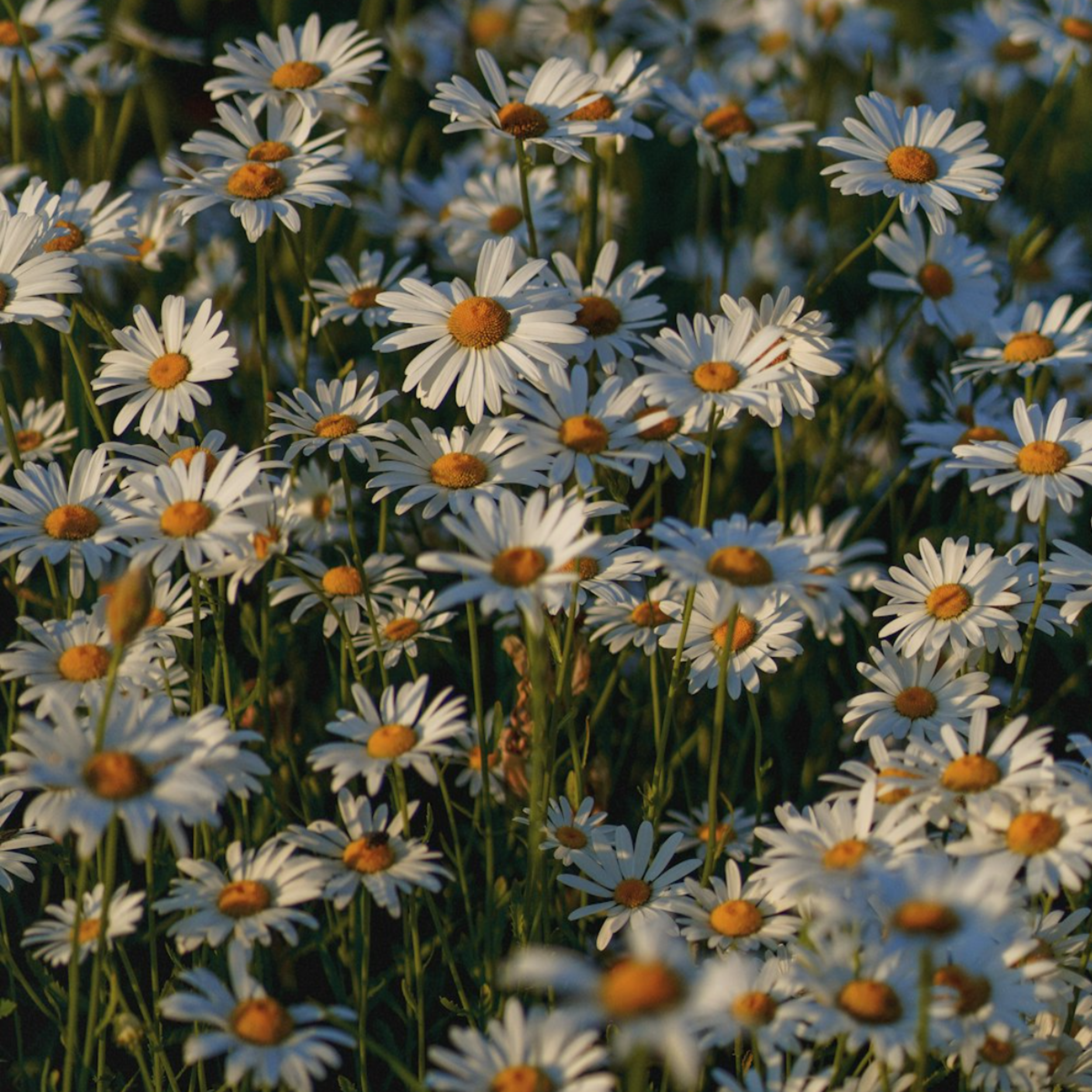 Wild Chamomile Seeds - 1000 Native UK Wild Flower Seeds for Attracting Birds, Bees, Wildlife, Pollinators, Suitable for Planting and Growing Outdoors in Meadows, Fields, Gardens and Borders - Packed in The UK by Meldon Seeds