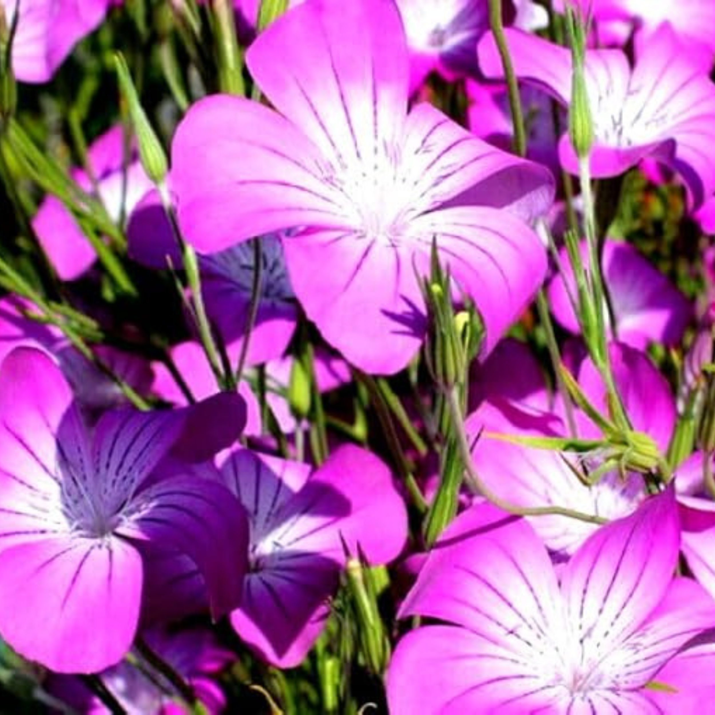 Corn Cockle Seeds - 50 Native UK Wild Flower Seeds for Attracting Birds, Bees, Wildlife, Pollinators, Suitable for Planting and Growing Outdoors in Meadows, Fields, Gardens and Borders by Meldon Seeds