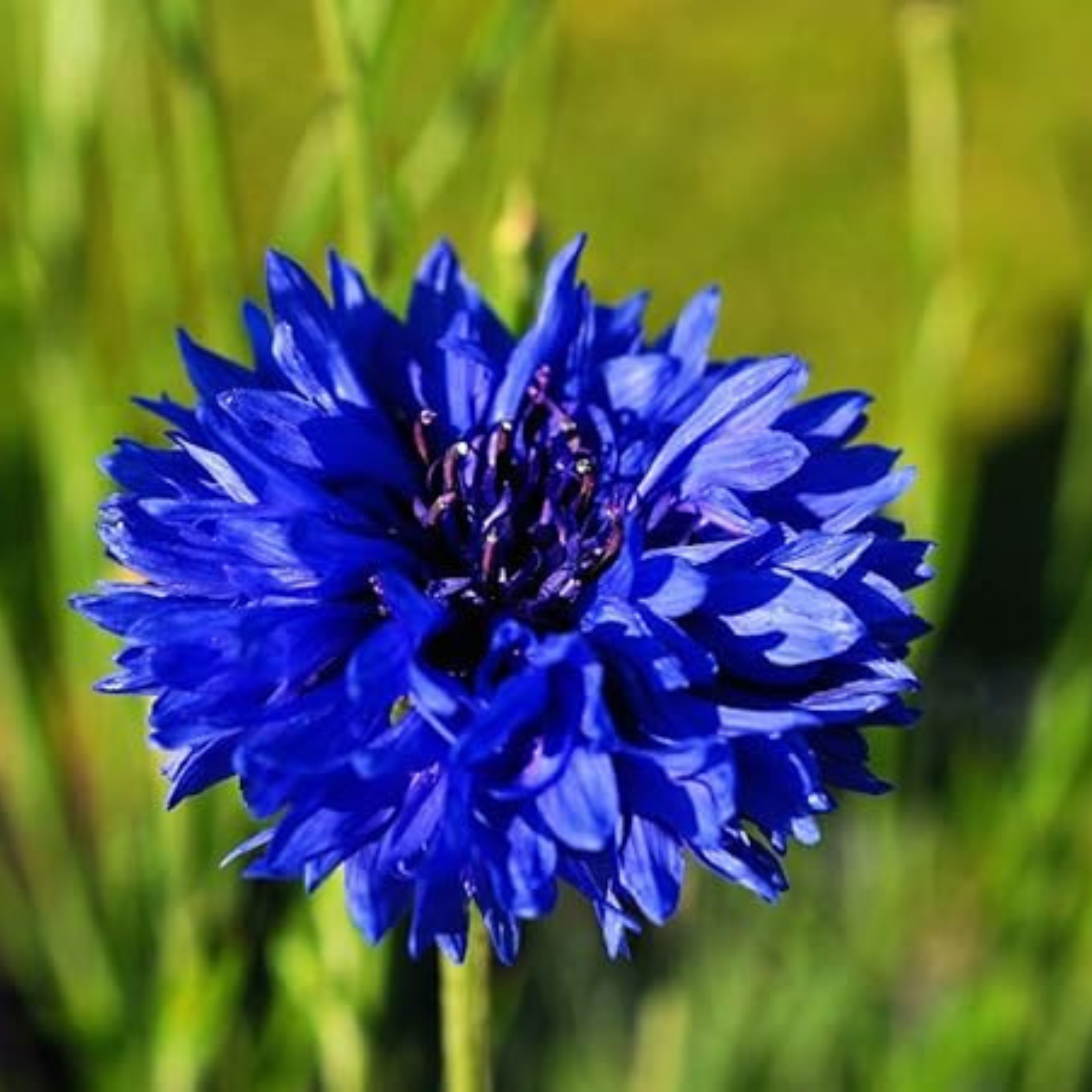 Cornflower Blue Ball Seeds - 200 Native UK Wild Flower Seeds for Attracting Birds, Bees, Wildlife, Pollinators, Suitable for Planting and Growing Outdoors in Meadows Fields and Gardens by Meldon Seeds