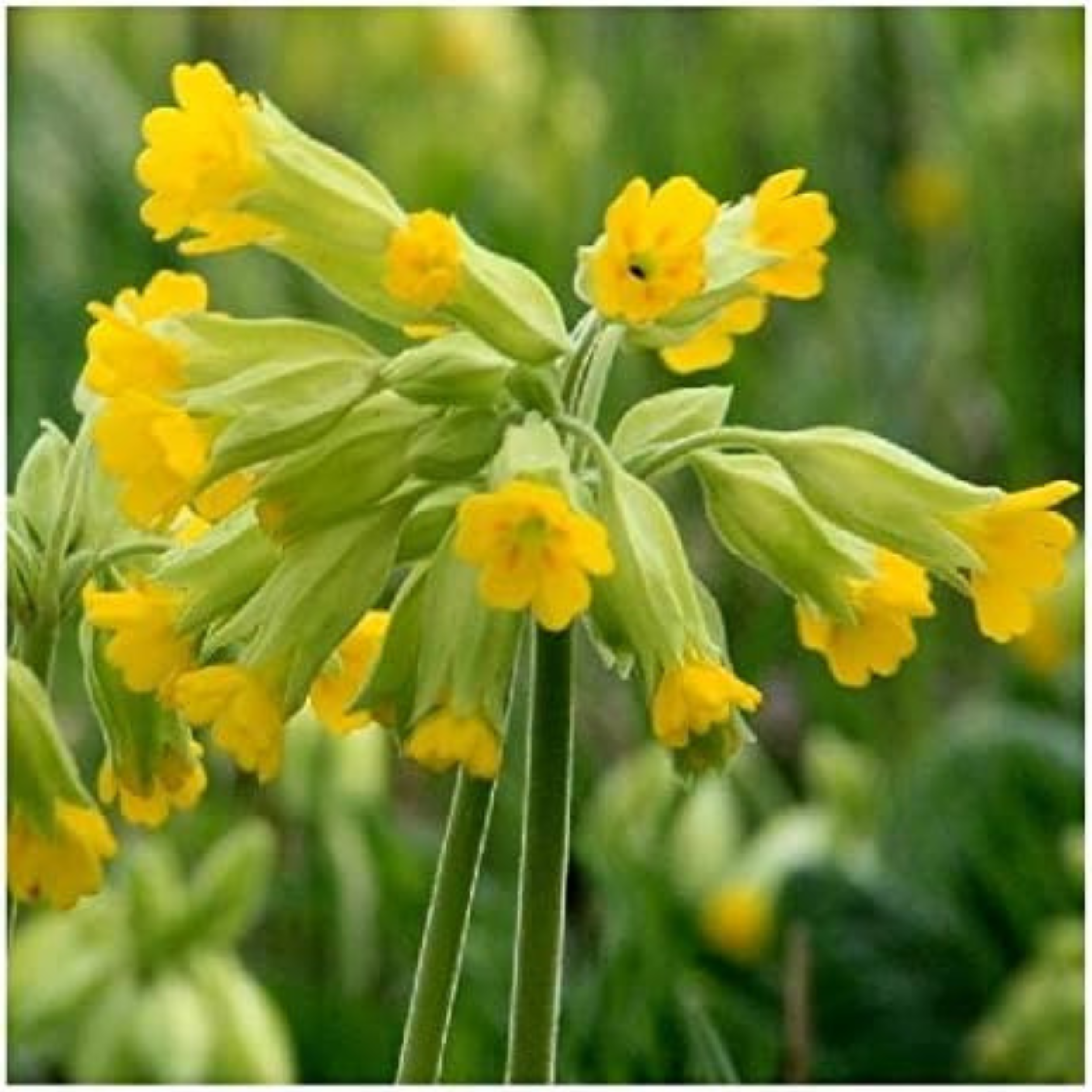 Cowslip Seeds - 100 Native UK Wild Flower Seeds for Attracting Birds, Bees, Wildlife, Pollinators, Suitable for Planting and Growing Outdoors in Meadows, Fields, Gardens and Borders by Meldon Seeds