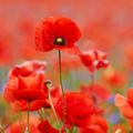 Red Field Poppy Seeds - 2000 Native UK Wild Flower Seeds for Attracting Bees, Pollinators, Also known as Flanders Poppy, Suitable for Planting and Growing Outdoors in Meadows, Fields, Gardens and Borders
