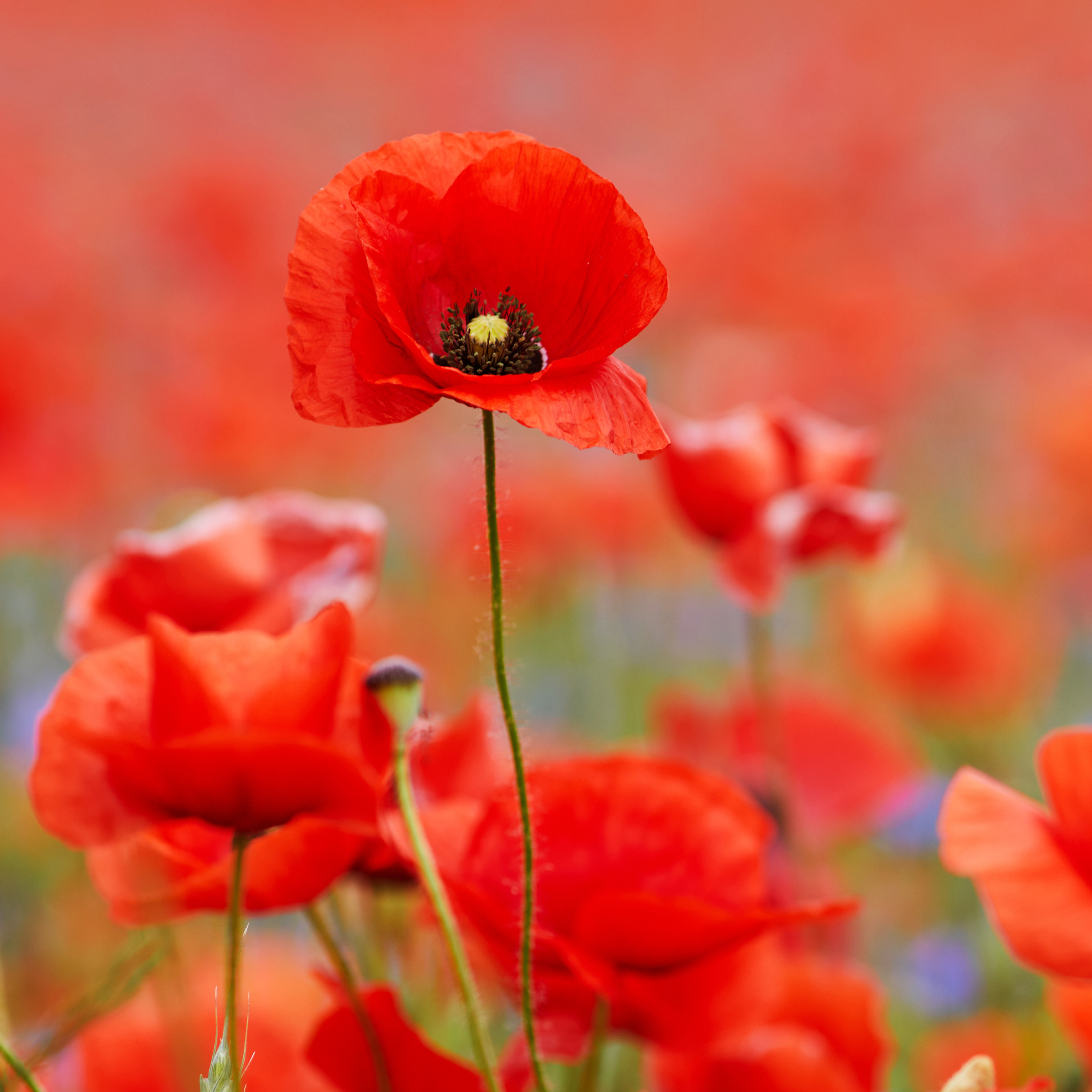 Red Field Poppy Seeds - 2000 Native UK Wild Flower Seeds for Attracting Bees, Pollinators, Also known as Flanders Poppy, Suitable for Planting and Growing Outdoors in Meadows, Fields, Gardens and Borders