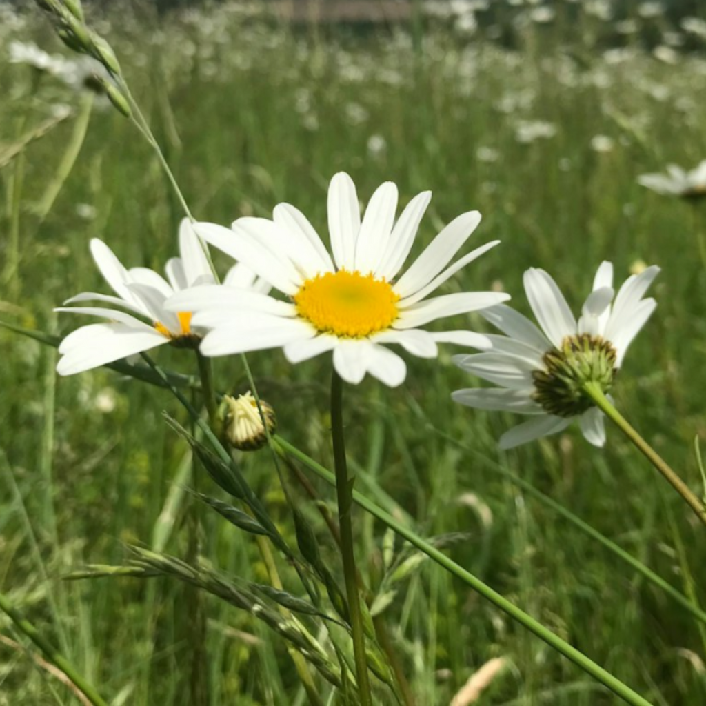 Ox-Eye Daisy Seeds - 1000 Native UK Wild Flower Seeds for Attracting Birds, Bees, Wildlife, Pollinators, Suitable for Planting and Growing Outdoors in Meadows, Fields, Gardens and Borders - Packed in The UK by Meldon Seeds