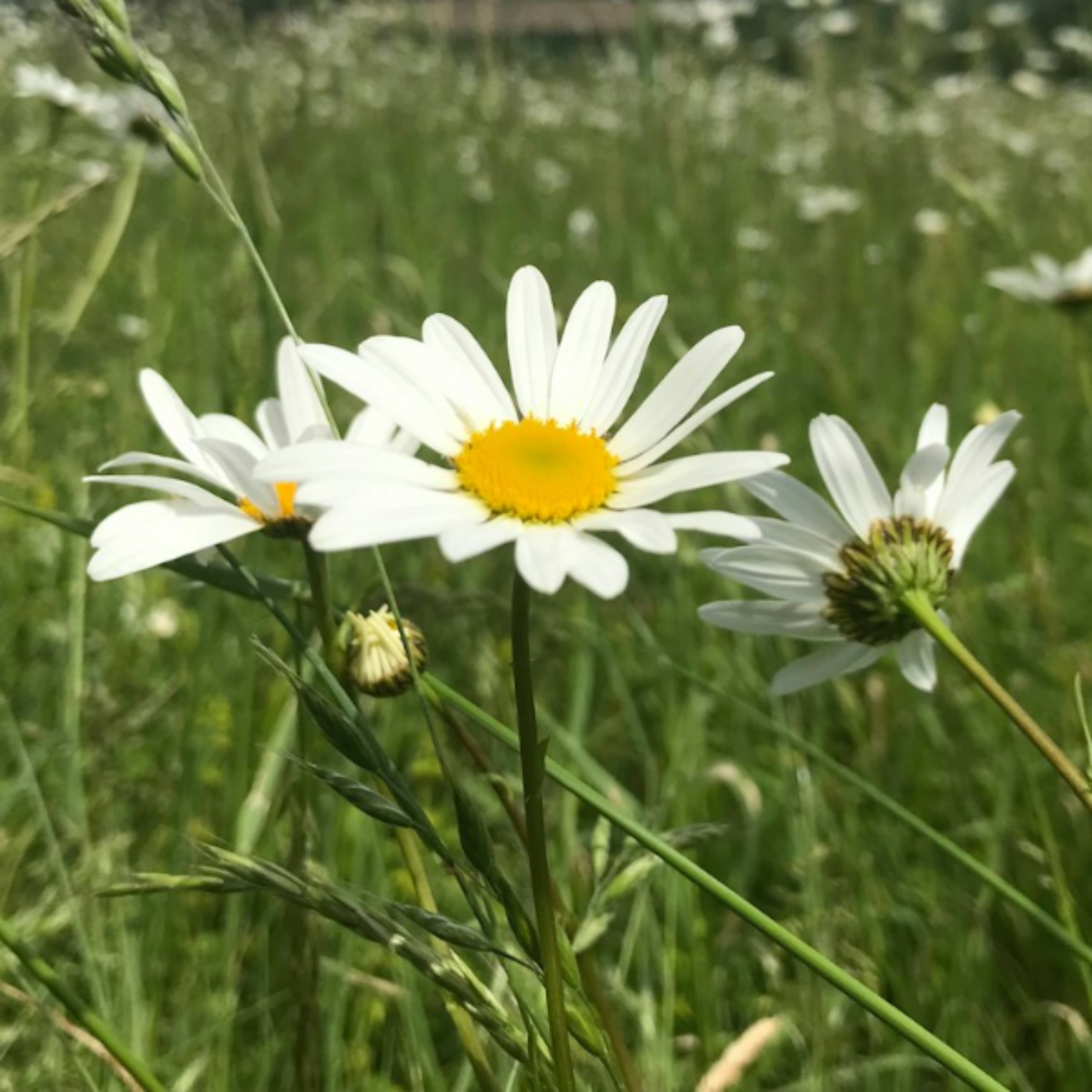 Ox-Eye Daisy Seeds - 1000 Native UK Wild Flower Seeds for Attracting Birds, Bees, Wildlife, Pollinators, Suitable for Planting and Growing Outdoors in Meadows, Fields, Gardens and Borders - Packed in The UK by Meldon Seeds
